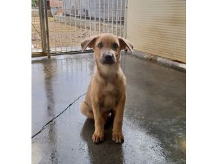Paride dolce cucciolo in adozione