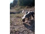Allevamento e Cuccioli Amstaff Blu in Puglia Bari Lecce Taranto Foggia Brindisi