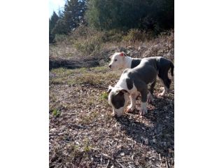 Allevamento e Cuccioli Amstaff Blu in Puglia Bari Lecce Taranto Foggia Brindisi