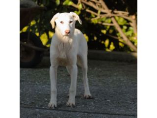 OLIVER, 7 MESI IMIDO E MERAVIGLIOSO CERCA UNA FAMIGLIA DAL CUORE GRANDE!