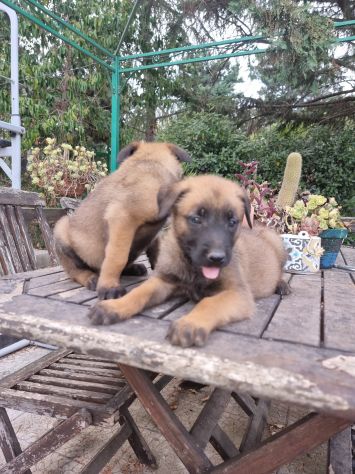 Cuccioli Allevamento Pastore Belga Malinois in Puglia Bari Lecce Taranto Foggia - Foto 7