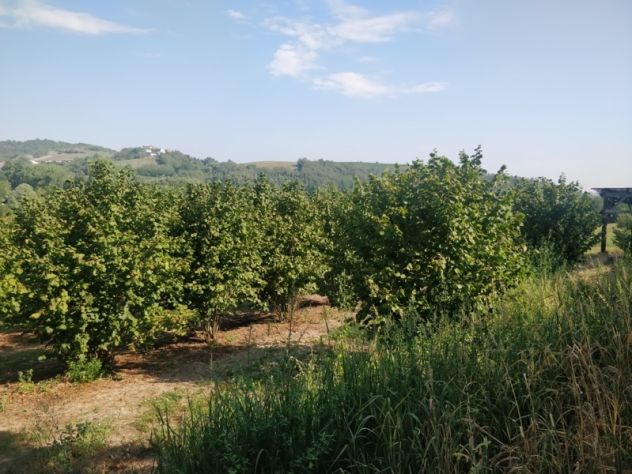 NOCCIOLE Casa e Spazi per Ulteriori Esigenze - Foto 5