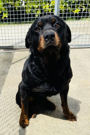 LUCKY ROTTWEILER 5 ANNI - Foto 5