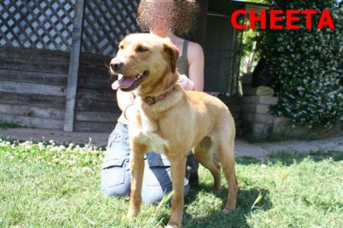CHEETA, una super cagnolina - Foto 4
