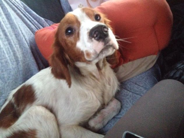 GIANNI, setter inglese dolcissimo - Foto 2