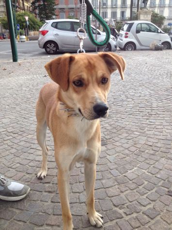 LONELY, gioioso cagnolino - Foto 4