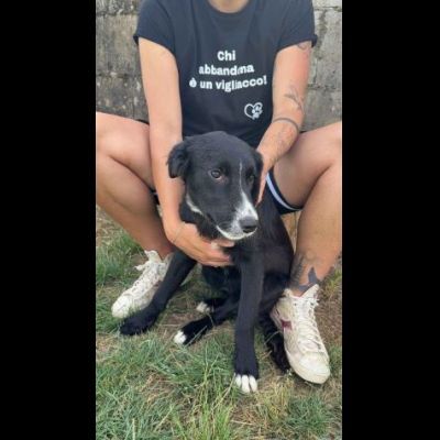 FLIC LA TENEREZZA CERCA CASA, CUCCIOLO IN ADOZIONE - Foto 2