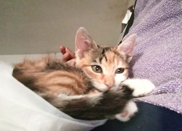 Tora, micina ultra affettuosa - Foto 2