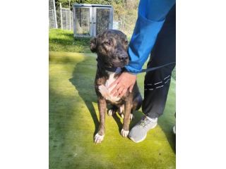 Apollo simil Amstaff