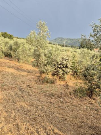 TERRENO VENDESI OLIVETA DI 780 OLIVI CON RIMESSA , POSSIBILITA' LUCE E ACQUA - Foto 8