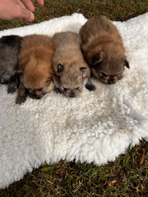 Cuccioli di Volpino della Pomerania - Foto 4