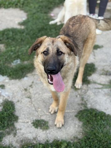 ANNIE, cucciola mix PASTORE TEDESCO! Stupenda - Foto 4