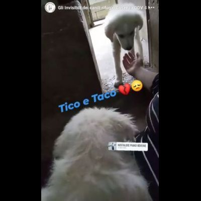 TICO E TACO MERAVIGLIE DI CUCCIOLI MIX GOLDEN/PMA IN ADOZIONE - Foto 5