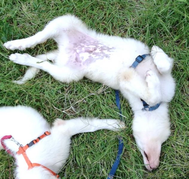 Giannino, candido e dolce cucciolo PMA in adozione - Foto 3