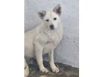 QUIRA CAGNOLINA IN ADOZIONE