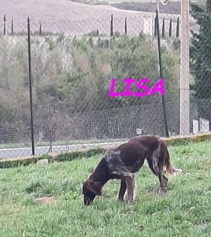 LISA 2anni timida setterina - Foto 4