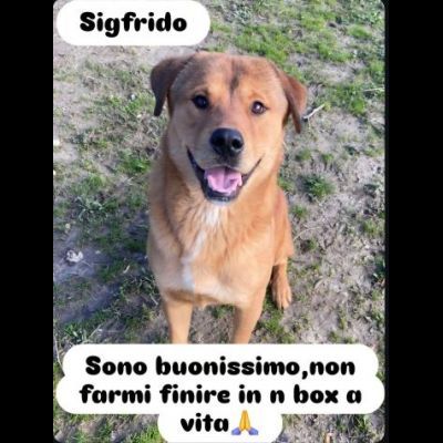 SIGFRIDO LA DOLCEZZA FATTA CANE, CANE IN ADOZIONE - Foto 10