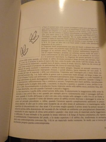 Sulle orme dei dinosauri AA.VV 1984 - Foto 2