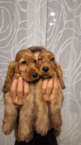 Cucciole & Cuccioli di Cocker Spaniel - Foto 2