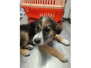 Niccolò cucciolo
