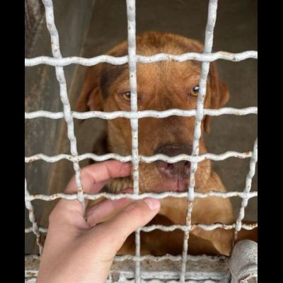LENNON UNA DOLCEZZA DA SALVARE CANE IN ADOZIONE - Foto 7