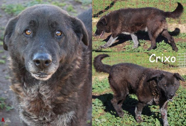 EMERGENZA Cani anziani anche il NIENTE per loro è TUTTO, Aiutateci a salvarli - Foto 8