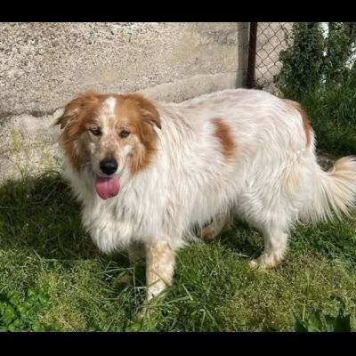MATTIA ADORABILE CANE IN ADOZIONE - Foto 2