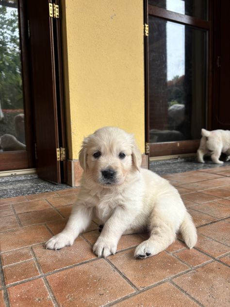 Cuccioli Golden Retriever - Foto 5