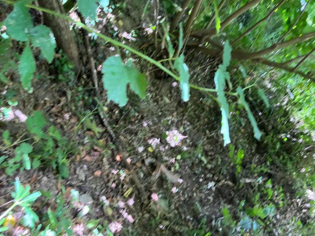Nel comune di Sorano e precisamente nella frazione di San Giovanni delle Contee che dispone di servizi di prima necessità e dista circa 14 km da Soran - Foto 16