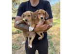 Regalo cuccioli taglia medio piccola