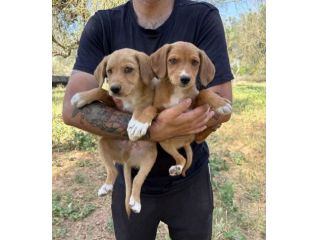 Regalo cuccioli taglia medio piccola