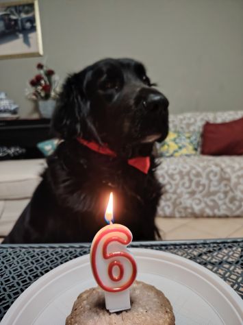 Imola - Cerco posto per 1 Cane (Maremmano - 6 anni - maschio) - Foto 2