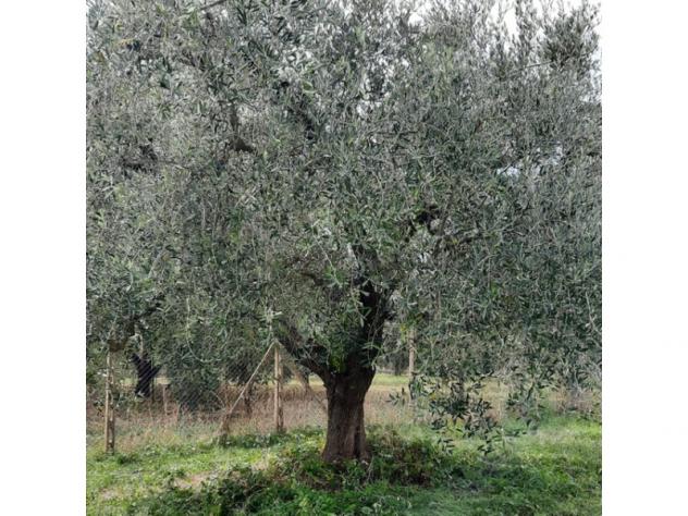 Agricolo in Secondo Stradone Muti - Foto 4