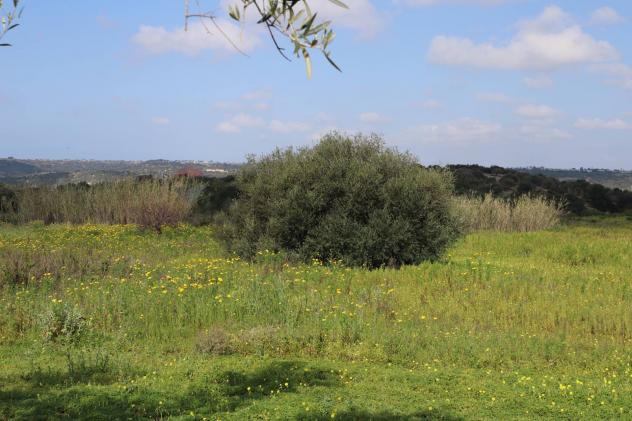 Terreno in vendita a Vittoria - Foto 9