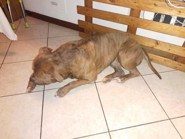PITBULL, NEYMAR, 4 ANNI, RISCHIA LE PORTE DEL CANILE!! - Foto 4