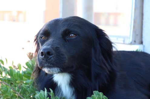 LEON, sano allegro e affettuoso - Foto 3