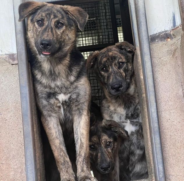 UGO Cucciolo in adozione - Foto 7