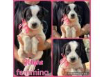 Regalo cuccioli