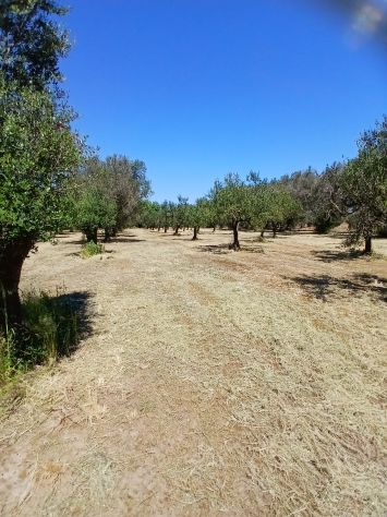 Uliveto da 1.86 ha - a Sud di Brindisi - Foto 2