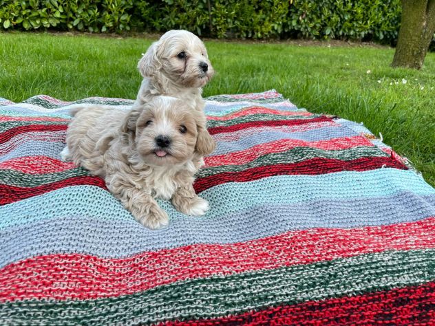 MALTIPOO - Foto 7