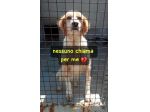 ORFEO BRETON 8 ANNI  IN CANILE