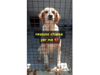 ORFEO BRETON 8 ANNI  IN CANILE