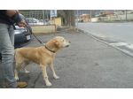 LAIKA, labrador dolcissima cerca casa