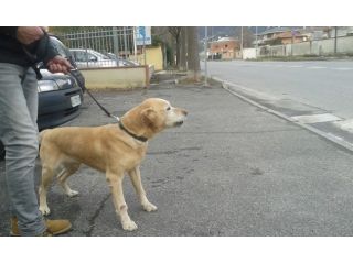LAIKA, labrador dolcissima cerca casa