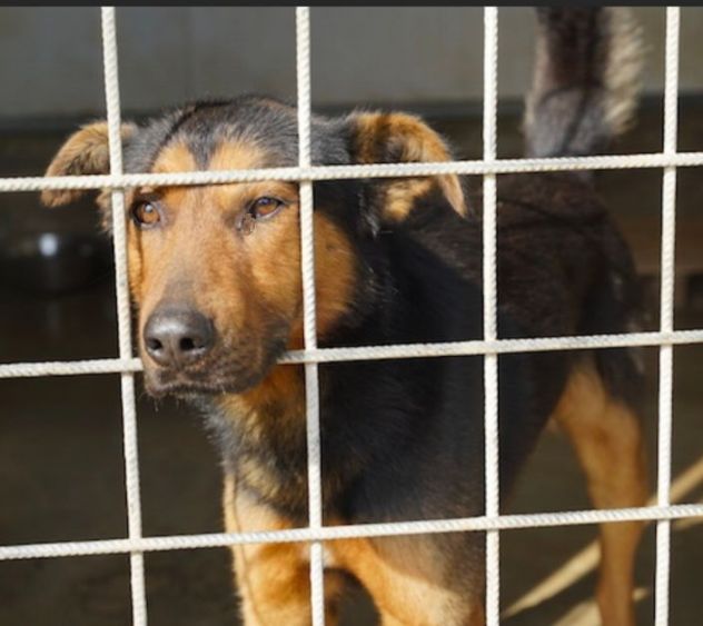 CANE IN ADOZIONE: GRISU' il lupetto abbandonato, taglia medio contenuta - Foto 5