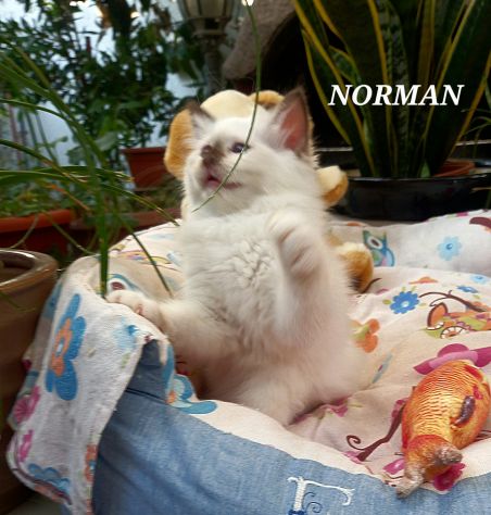 Cuccioli Sacro di Birmania con pedigree - Foto 8