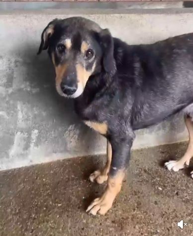 STILTON CERCA SALVEZZA CANE IN ADOZIONE - Foto 5