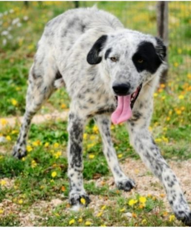Furia 3anni mix Setter tg grande in canile da mesi.PUGLIA - Foto 3