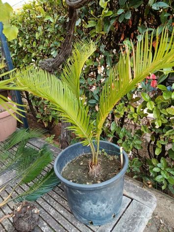 Cycas Revoluta - Foto 6