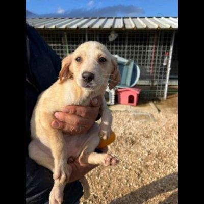 SALLY COCCOLINA AMOROSA, CUCCIOLA IN ADOZIONE - Foto 6